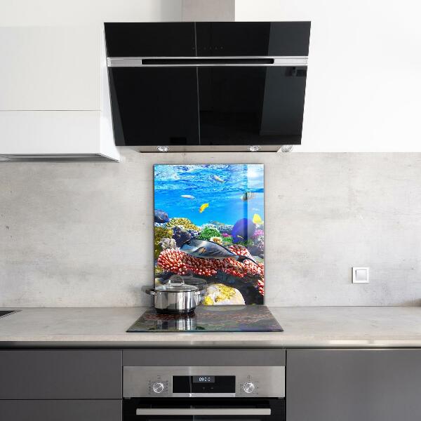 Stänkskydd kök Korallrev Röda havet