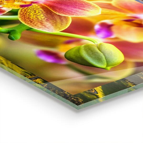 Stänkskydd kök Orange orkidé