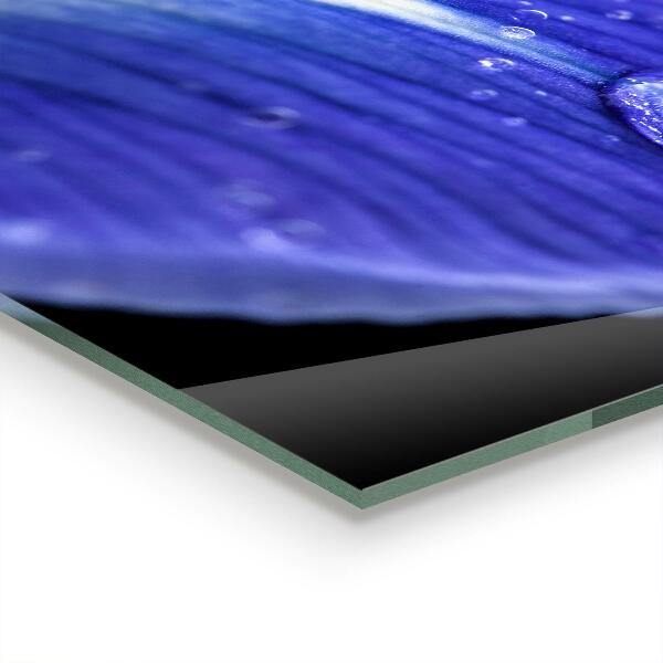 Stänkskydd kök Lila irisblomma