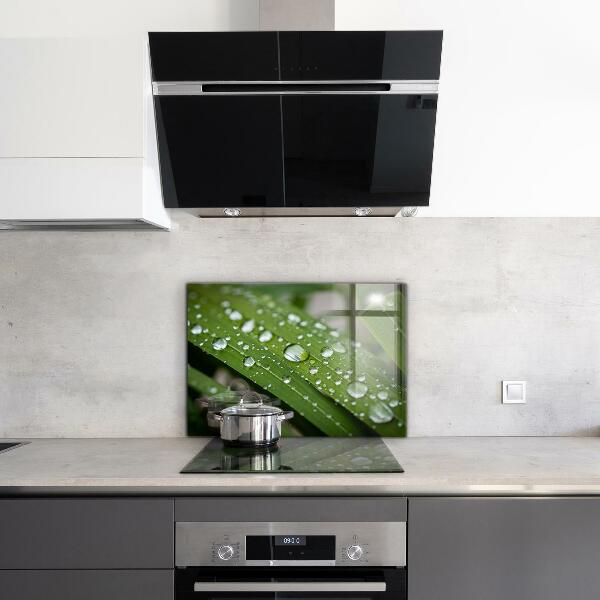 Stänkskydd kök Daggdroppar på gräset