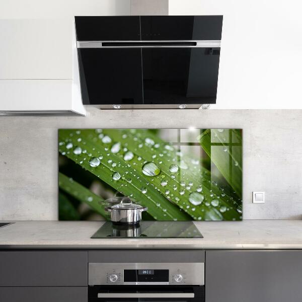 Stänkskydd kök Daggdroppar på gräset