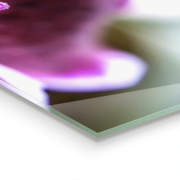 Stänkskydd kök Rosa blomma naturdetaljer