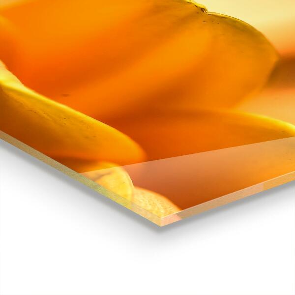 Stänkskydd kök Gerber blomma