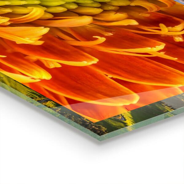 Stänkskydd kök Gerbera blomma orange