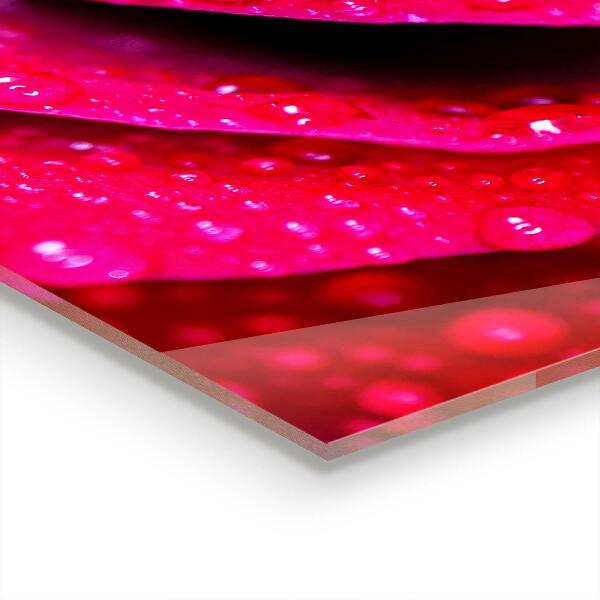 Stänkskydd kök Rose symbol för kärlek