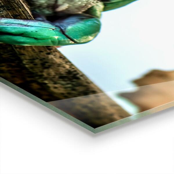 Stänkskydd kök Nyfiken Groda På Ett Löv