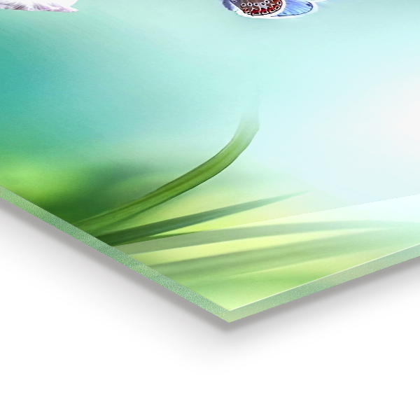 Stänkskydd kök Sommar äng fjärilsblomma