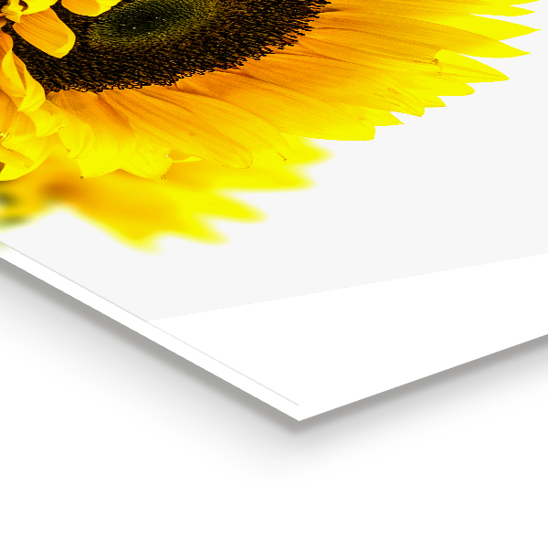 Stänkskydd kök Sommar solros bukett