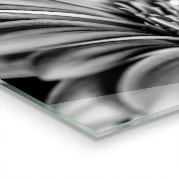 Stänkskydd kök Gerber svartvitt foto