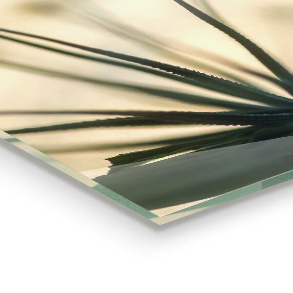 Stänkskydd kök Vacker delikat maskros