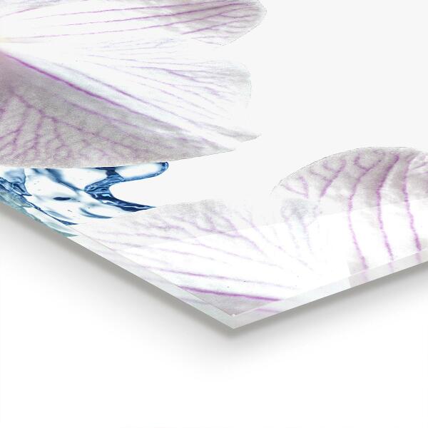 Stänkskydd kök Orkidé beströdd med vatten