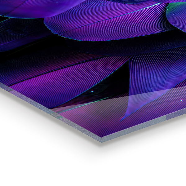 Stänkskydd kök Exotiska fågelfjädrar