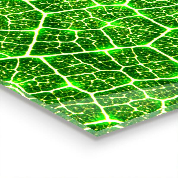 Stänkskydd kök Kraften i grön botanik