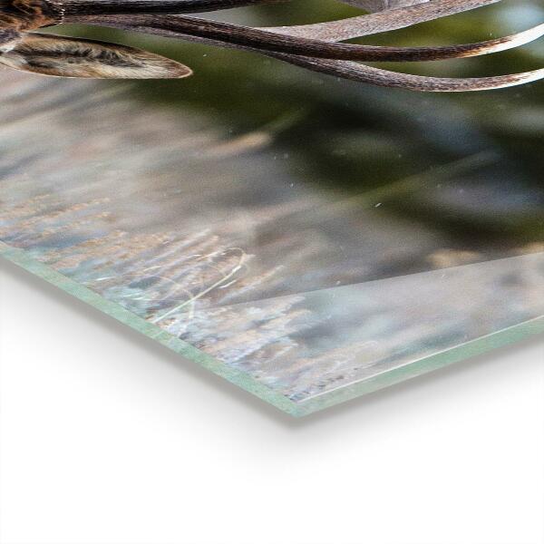 Stänkskydd kök Deer Wildlife