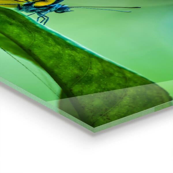 Stänkskydd kök Fjäril som vilar på ett löv